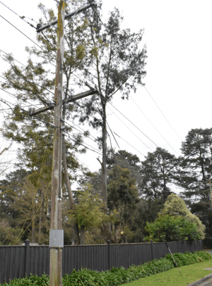 A power pole next to a tree