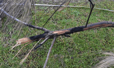 A burnt branch resting on hv conductors